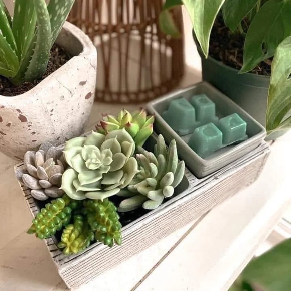 Scentsy warmer succulent